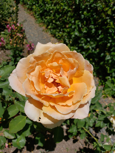 General Store «Dry Creek General Store», reviews and photos, 3495 Dry Creek Rd, Healdsburg, CA 95448, USA