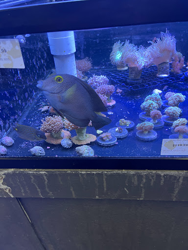 Tropical Fish Store «Reef Life Aquariums», reviews and photos, 5511 US-280 #310, Birmingham, AL 35242, USA