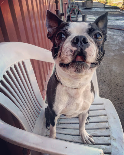 Pet Supply Store «Willow Farm Pet Services», reviews and photos, 21 VT-106, North Springfield, VT 05150, USA