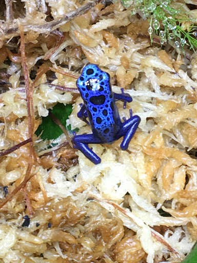 Reptile Store «Jurassic Pet Supplies», reviews and photos, 695 W Holt Ave #104, Pomona, CA 91768, USA