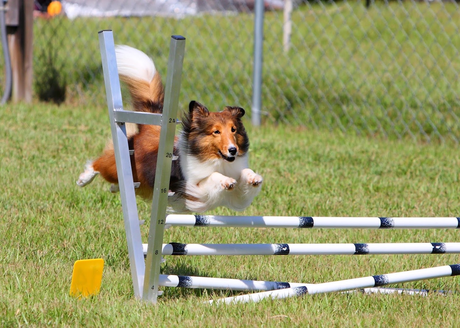 Mikamar Dog Training and Dog Agility