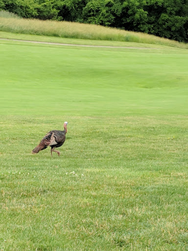 Golf Course «Glenview Golf Course», reviews and photos, 10965 Springfield Pike, Cincinnati, OH 45246, USA