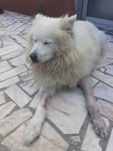 Clínica Veterinária - Centro Veterinário de Benavente - Benavente