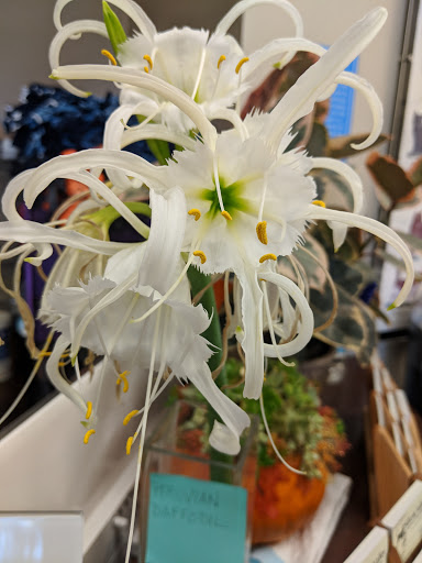 Shopping Mall «Santa Teresa Village Shopping Center», reviews and photos, 7028 Santa Teresa Blvd, San Jose, CA 95139, USA