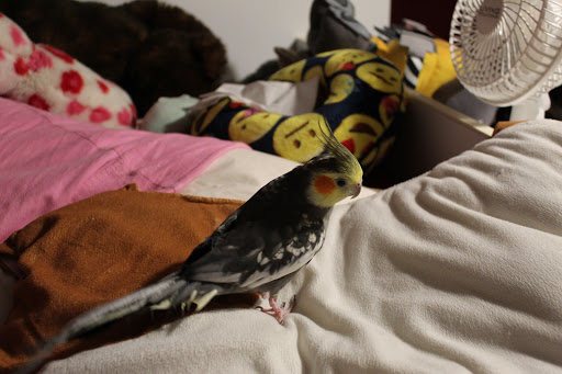 Pet Supply Store «Pet World», reviews and photos, 6527 Centralia Rd, Chesterfield, VA 23832, USA