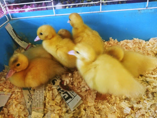 Pet Supply Store «E & M Pet Shop», reviews and photos, 5900 Whittier Blvd, Los Angeles, CA 90022, USA