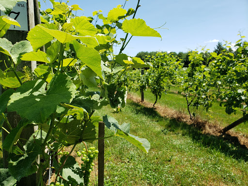 Winery «Lebanon Green Vineyards», reviews and photos, 589 Exeter Rd, Lebanon, CT 06249, USA