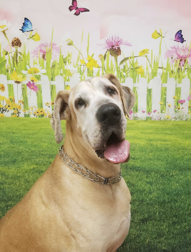 Pet Groomer «One Stop Pet Shop Inc», reviews and photos, 1375 Chestnut St # 103, Emmaus, PA 18049, USA