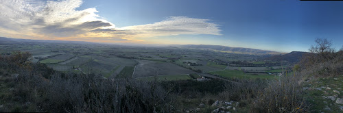 Les oliviers de Puy à Puy-Saint-Martin