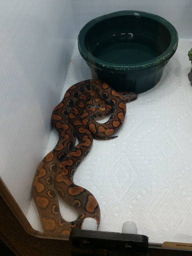 Pet Store «Fish Bowl», reviews and photos, 2117 E Race Ave, Searcy, AR 72143, USA