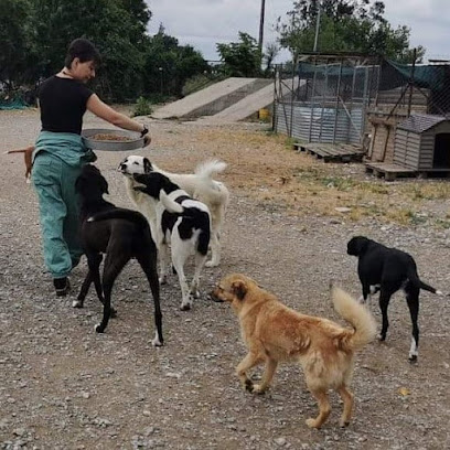 Diasozo Animal Rescue Team