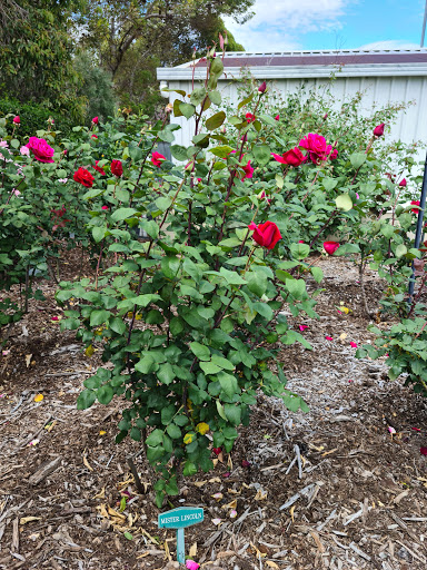 Patsy Durack's Rose Gardens