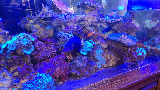 Tropical Fish Store «Elegant Reef - Tropical Fish Studio», reviews and photos, 301 W Nakoma Dr, San Antonio, TX 78216, USA