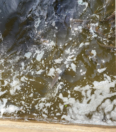 Tourist Attraction «Fish Ladder Park Grand Rapids», reviews and photos, 560 Front Ave NW, Grand Rapids, MI 49504, USA