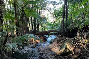 Witches Falls walking track image