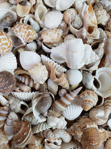 Gift Shop «Sanibel Seashell Industries», reviews and photos, 1544 Periwinkle Way, Sanibel, FL 33957, USA