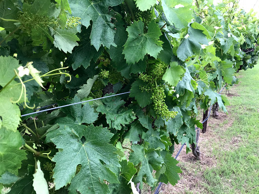 Winery «Eden Hill Winery and Vineyard», reviews and photos, 4910 Eden Hill Ln, Celina, TX 75009, USA