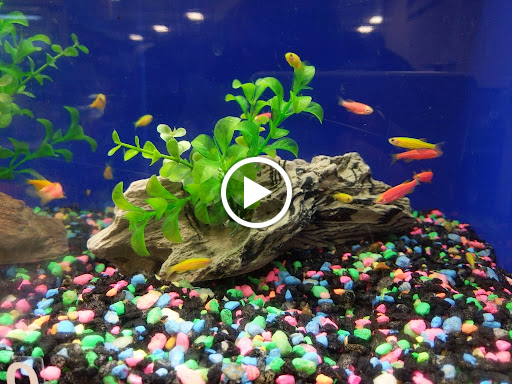 Pet Supply Store «PetSmart», reviews and photos, 10309 156th St E, Puyallup, WA 98373, USA