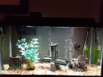 The Preferred Aquatics Collection - Photo 4 - Car repair in Canton, MI, South Lyon