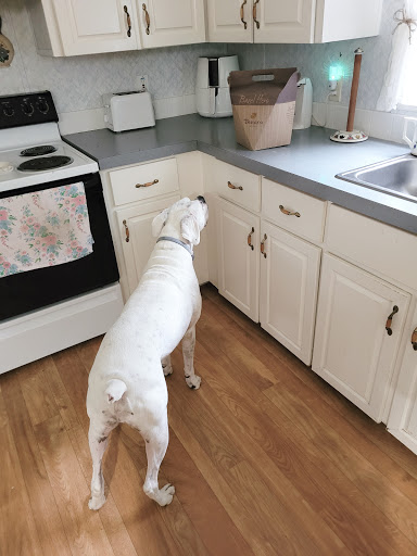 Sandwich Shop «Panera Bread», reviews and photos, 2670 W US Hwy 90, Lake City, FL 32055, USA