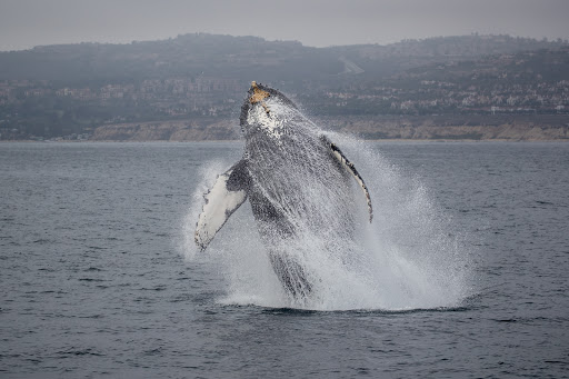 Whale watching tour agency Anaheim