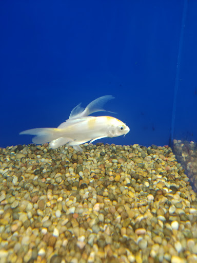 Pet Supply Store «PetSmart», reviews and photos, 1140 W Elliot Rd, Tempe, AZ 85284, USA