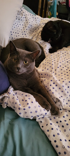 Pet Supply Store «Pet Supplies Plus», reviews and photos, 6030 S Pennsylvania Ave, Lansing, MI 48911, USA