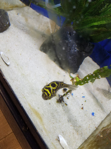 Tropical Fish Store «Aquatic Wildlife Co», reviews and photos, 70 Buckland Rd, South Windsor, CT 06074, USA