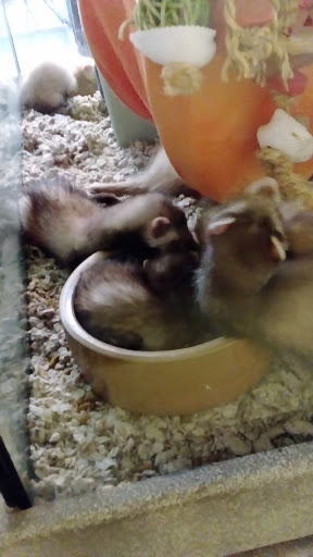 Pet Store «Exotic Pets», reviews and photos, 2410 N Decatur Blvd #160, Las Vegas, NV 89108, USA