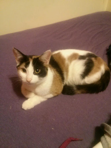 Pet Supply Store «Pet Supplies Plus», reviews and photos, 18956 Livernois Ave, Detroit, MI 48221, USA