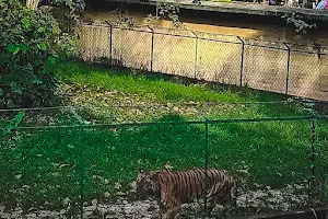 Tiger enclosure image