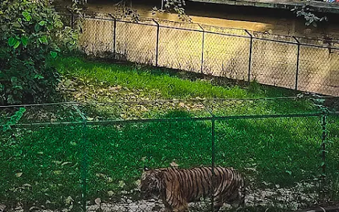 Tiger enclosure image