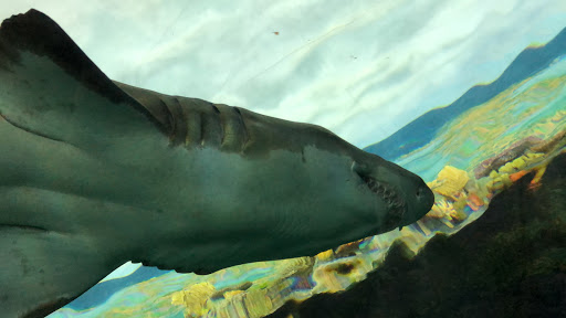 Aquarium «Shark Encounter», reviews and photos, Mission Bay Park, San Diego, CA 92109, USA