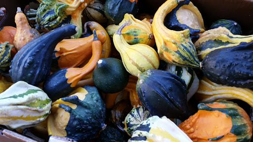 Farm «B & B Flower Farm», reviews and photos, 668 Jones Hill Rd, West Haven, CT 06516, USA