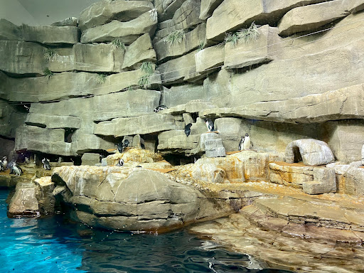 Aquarium «Shedd Aquarium», reviews and photos, 1200 S Lake Shore Dr, Chicago, IL 60605, USA