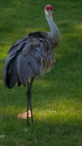 Golf Course «Elbel Golf Course», reviews and photos, 26595 Auten Rd, South Bend, IN 46628, USA