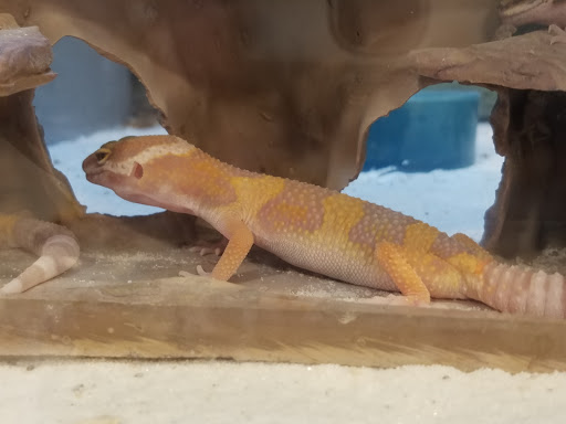 Pet Supply Store «Petco Animal Supplies», reviews and photos, 5843 N Elizabeth St, Pueblo, CO 81008, USA