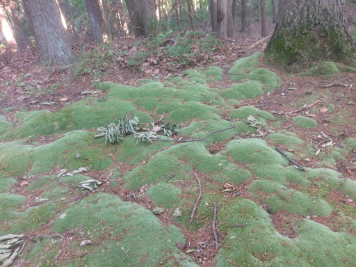 Nature Preserve «Edwin and Gertrude Grace Nature Preserve», reviews and photos, 24 Westbrook Ct, Greenlawn, NY 11740, USA