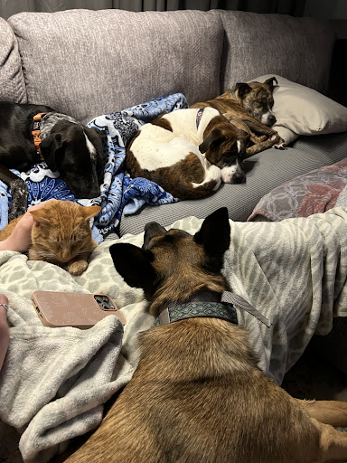 Rowan County Animal Shelter