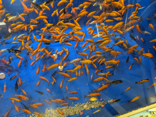 Pet Supply Store «PetSmart», reviews and photos, 2000 Clements Bridge Rd, Woodbury, NJ 08096, USA