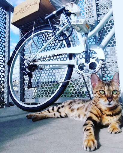 Pet Supply Store «Unleashed by Petco», reviews and photos, 4821 Lankershim Blvd, North Hollywood, CA 91601, USA