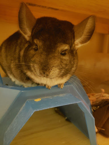 Hamster adoption Toluca de Lerdo