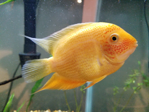 Pet Store «Pet Cove», reviews and photos, 820 E Center St, Kingsport, TN 37660, USA