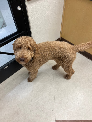 Pet Supply Store «PetSmart», reviews and photos, 3081 S 5600 W, Salt Lake City, UT 84120, USA