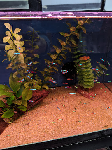 Pet Supply Store «Wet Spot Tropical Fish», reviews and photos, 4310 NE Hancock St, Portland, OR 97213, USA