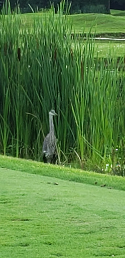 Public Golf Course «Mayfair Country Club», reviews and photos, 2229 Raber Rd, Uniontown, OH 44685, USA