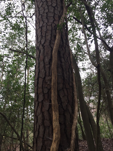 Non-Profit Organization «Houston Audubon Society», reviews and photos, 440 Wilchester Blvd, Houston, TX 77079, USA