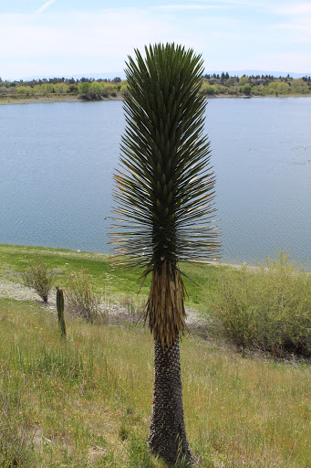 Park «Alameda Creek Regional Trail», reviews and photos, Alameda Creek Trail, Fremont, CA 94536, USA