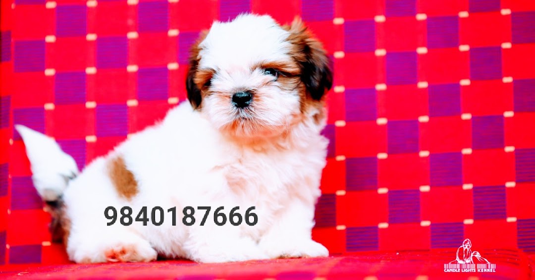 Shih tzu puppies available in chennai