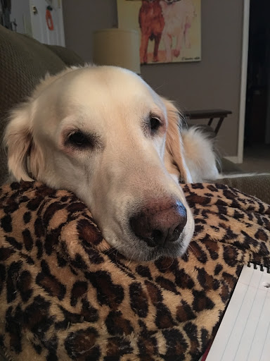 Pet Supply Store «PetSmart», reviews and photos, 12264 Chattanooga Plaza, Midlothian, VA 23112, USA